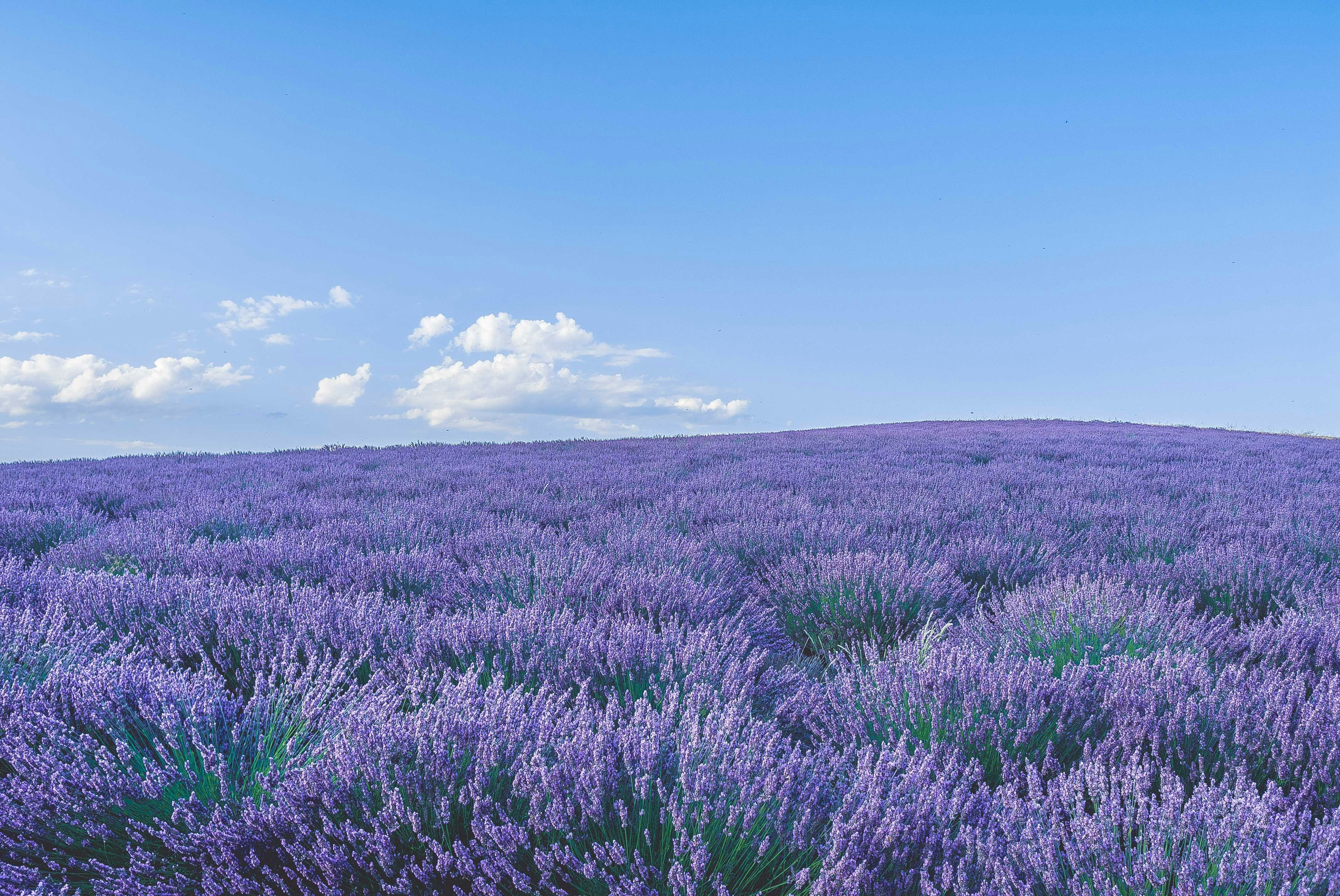 A lavender field in bloom near Las Vegas, Nevada